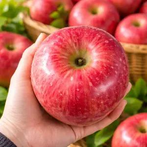 청송사과 아삭꿀범벅 최대13BRIX 못난이사과 10kg