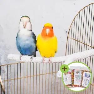 [하프클럽/올펫몰]가지형 네츄럴 발톱갈이 횃대(소) 횟대 앵무새횃대