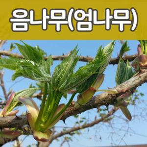 [태영]음나무(엄나무)묘목/가시없는 민엄나무/가시있는 엄나무 특묘 판매중