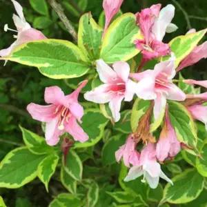 병꽃나무 묘목 무늬병꽃 개화주 정원용 관목 조경수 노지월동 봄꽃나무 (목하원예조경)