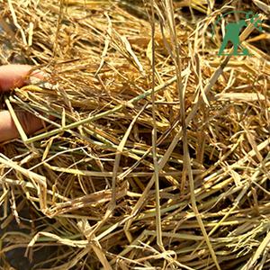 25년식 볏짚 지푸라기 바베큐볏짚 캠핑 짚불 보온재