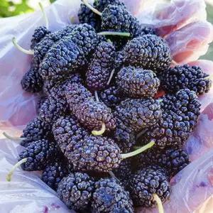 전북 고창 토종 냉동오디 특품 2kg(트레이포장) /25년햇오디