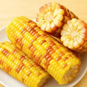 쪄서가는 쫀득 홍찰옥수수 (특대) / 10개