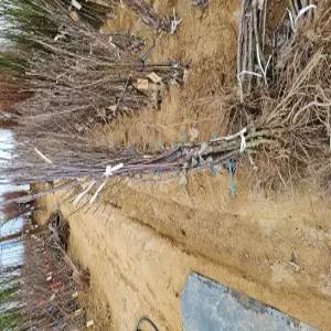 사과나무묘목 시나노골드 M26 이중접목 1년생