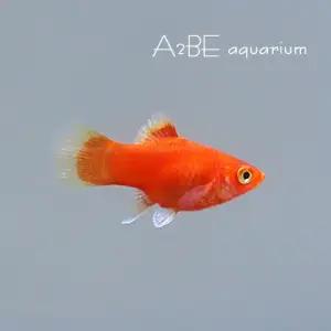 [에이투비]앵두 플래티 / 3cm / 4마리