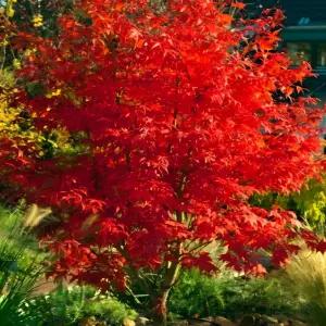 홍단풍 접목홍단풍 단풍나무묘목 80cm~1m전후