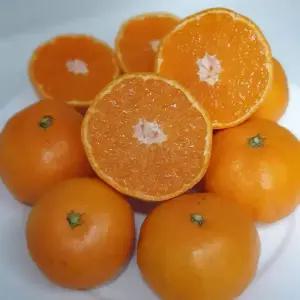 담은농가 제주 고당도 산지직송 레드향 대과 3kg (가정용)