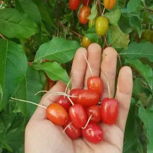 왕보리수나무 묘목 왕보리수 삽목3년생 노지월동 정원용 유실수 열매나무 (목하원예조경)