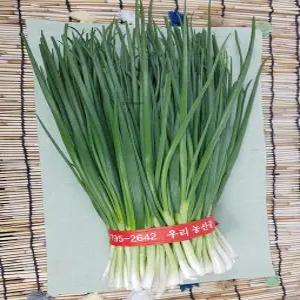 쪽파 제주도 깐쪽파 1kg내외 1단 야채맘