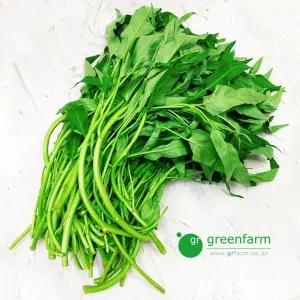 공심채 / 모닝글로리 박붕 팍붕 깡콩  1kg