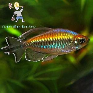 [힘찬열대어] 콩고테트라 3마리