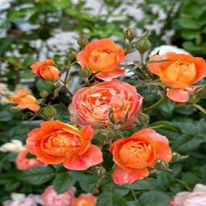 관목장미 쥬시스플래쉬 15cm포트묘 향기 정원장미 내한성 내병성 조경수 묘목