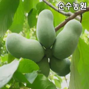 포포나무 묘목, 제리스빅걸 접목포트 1개/유실수/과실수/과일나무 묘목