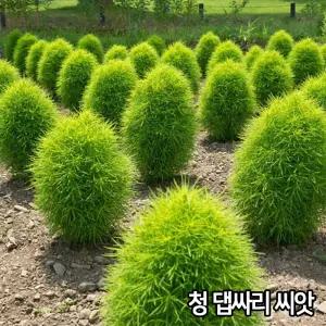 청 댑싸리 씨앗 1500알 댑사리 종자 댑싸리씨 뎁싸리