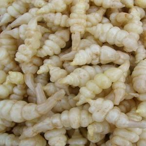 국내산 초석잠진액 100ml 30포/100% 골뱅이 초석잠즙