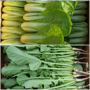 [안산팜]열무2kg+얼갈이배추2kg  지구를 사랑하는 저탄소 GAP농산물