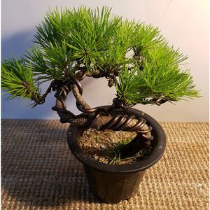 소나무분재 (수형이 좋고 건강한아이에요)