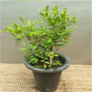 오렌지자스민(한목대) 한정판 하얀색꽃이 피면 향기가 가득해욘 높이(45-55)