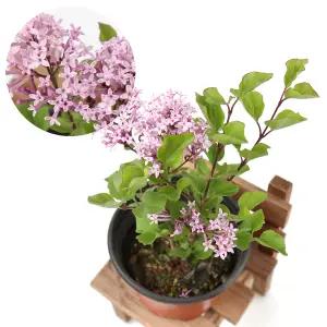 미스김라일락(소) 팔라빈라일락 포트 나무 분재 공기정화식물