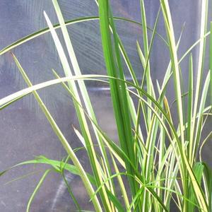 [신세계수족관] 수생식물 무늬창포 2촉