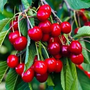 스위트하트 체리나무 접목 1년생 묘목 자가수정 대과종 묘목 (목하원예조경)