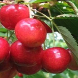 체리나무묘목 왜성대목 접목1년생 라핀, 블랙골드, 써미트, 러시아8호, 쉘라, 버건디펄, 레이니어