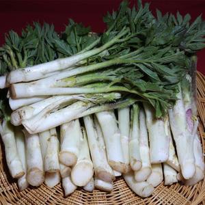 국내산 땅두릅 500g 내외 1팩 향긋한 제철 봄나물