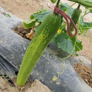 농사용 원예용 고추결속기 6kg 실밥먼지제거 고추끈 양말끈 양말목