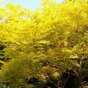 황금회화나무 묘목 접목1년생