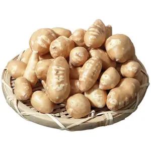 해남 인디언감자 1kg(중) 손질세척으로 편리한 아피오스 콩감자