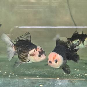 [신세계수족관] 판다 오란다 10cm