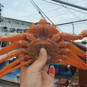 울진 속초 박달 홍게 6kg 15-18미 후포리 홍게 주문 박달 홍게 찜 울진 홍게 택배 속초홍게 자숙홍게