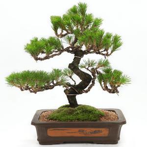 선물용 명품 꽃배달 개업화분 승진 취임 집들이선물 생일선물 소나무분재 진백분재 배달