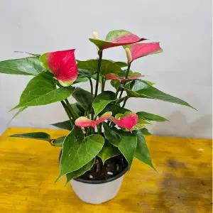 빨간안시리움(저렴하면서 밥도 좋아요 높이 20~30cm 1개