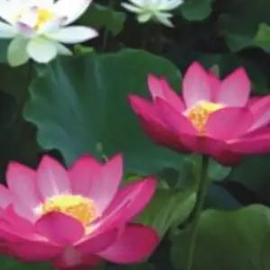 다년생 연꽃 씨앗 수생 수련 씨앗 재배 화분 식물 정원