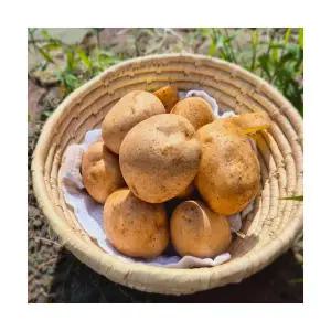 수미감자5kg(중소혼합)_공급