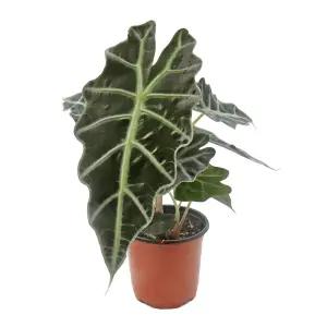 거북알로카시아(소품)