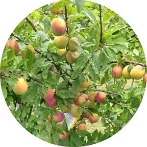 플루오트/Pluot /래드퀸/자두+살구 /결실주/R5/과일나무/유실수/묘목