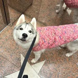 누빔조끼 대형견 꽃무늬 누빔조끼 3XL~6XL 애견 김장조끼 강아지옷 반려견 조끼