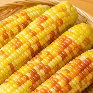 [산해직송] 쪄서가는 쫀득 홍찰옥수수 (왕특대) / 30개