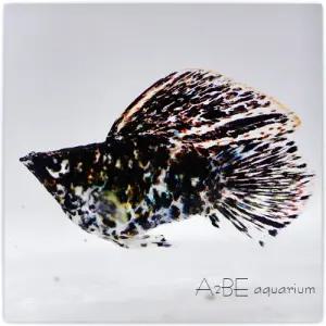 [에이투비]스노우 화이트 마블 풍선 몰리 / 2-3cm 내외/ 1마리