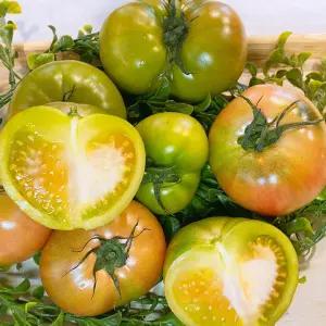 농장발송 부산 대저 토마토 쥬스용 못난이 2.5kg 랜덤과(L~3S)