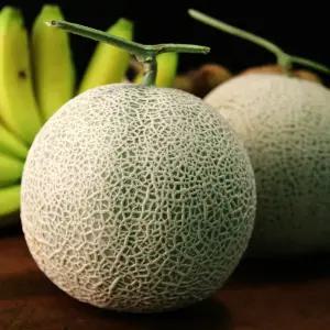 머스크 메론 6kg내(5~6수 중소과) 멜론