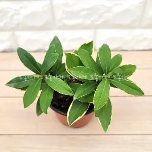 [장미농원] 천리향 서향나무