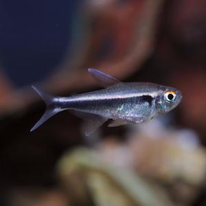 티아쿠아 열대어 블랙네온 테트라 5마리 관상어