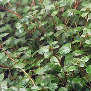 루드위지아 슈퍼레드 수상엽 15촉 수초 어항 수족관