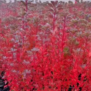 베니사라사 단풍 철쭉나무 포트 묘목 방울철쭉 개화주 노지월동 가능 (목하원예조경)