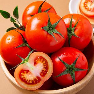 [더조은푸드] 프리미엄 유럽종 안동 완숙토마토 2.5kg (대과)