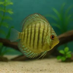 터콰이즈 디스커스 2마리