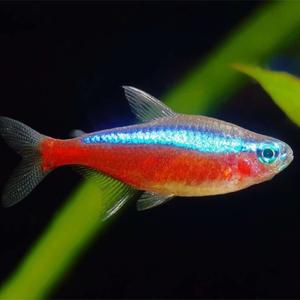 [파란수족관]열대어, 카디날테트라[10마리]